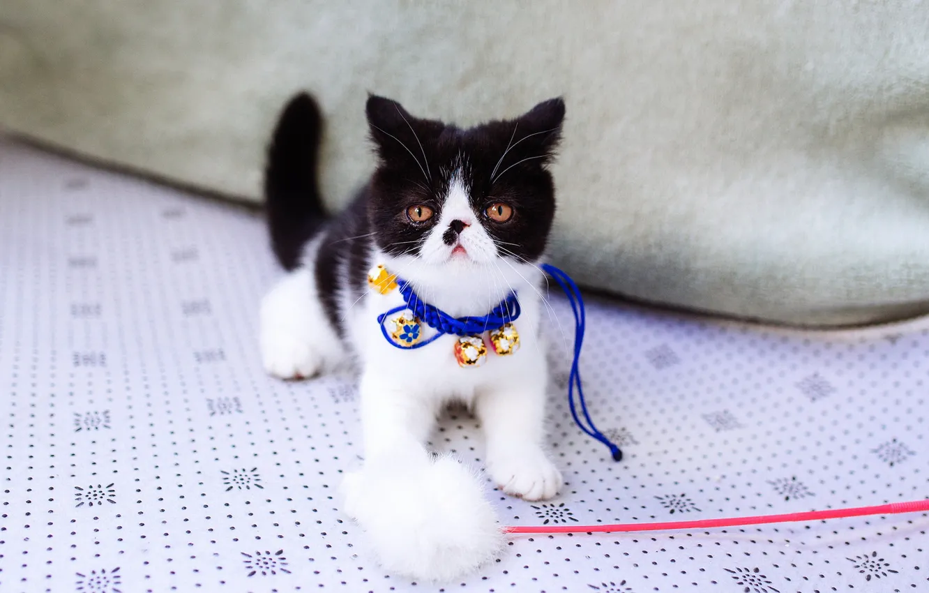Фото обои кошка, украшения, фон, милая, игрушка, глазки, маленький, перс