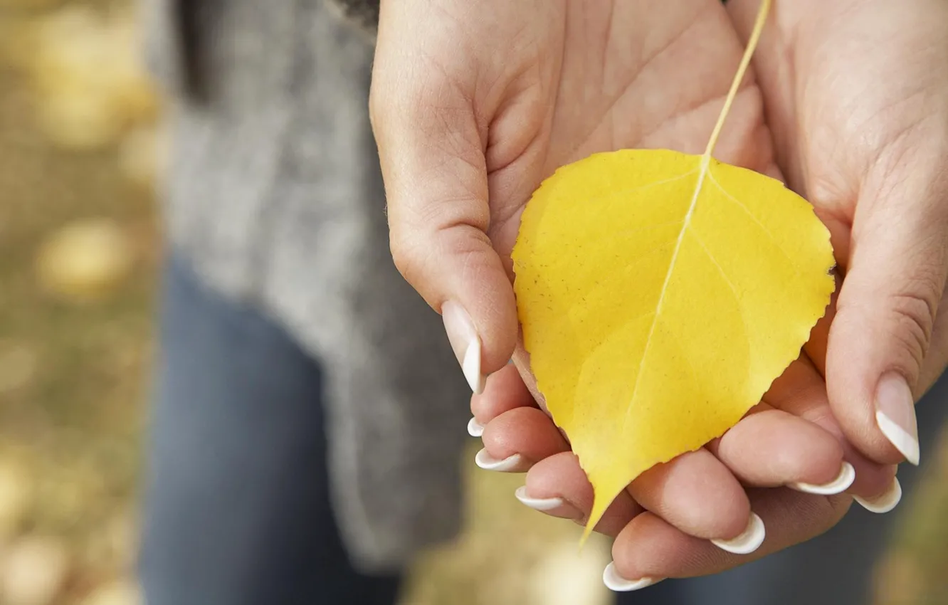 Фото обои осень, макро, желтый, лист, руки, опавший, ладони
