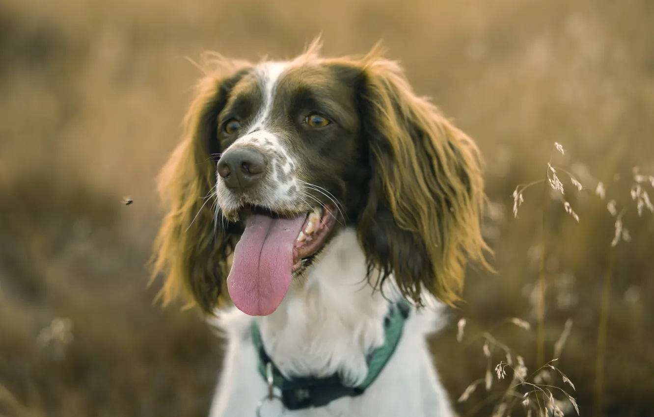 Фото обои взгляд, друг, собака