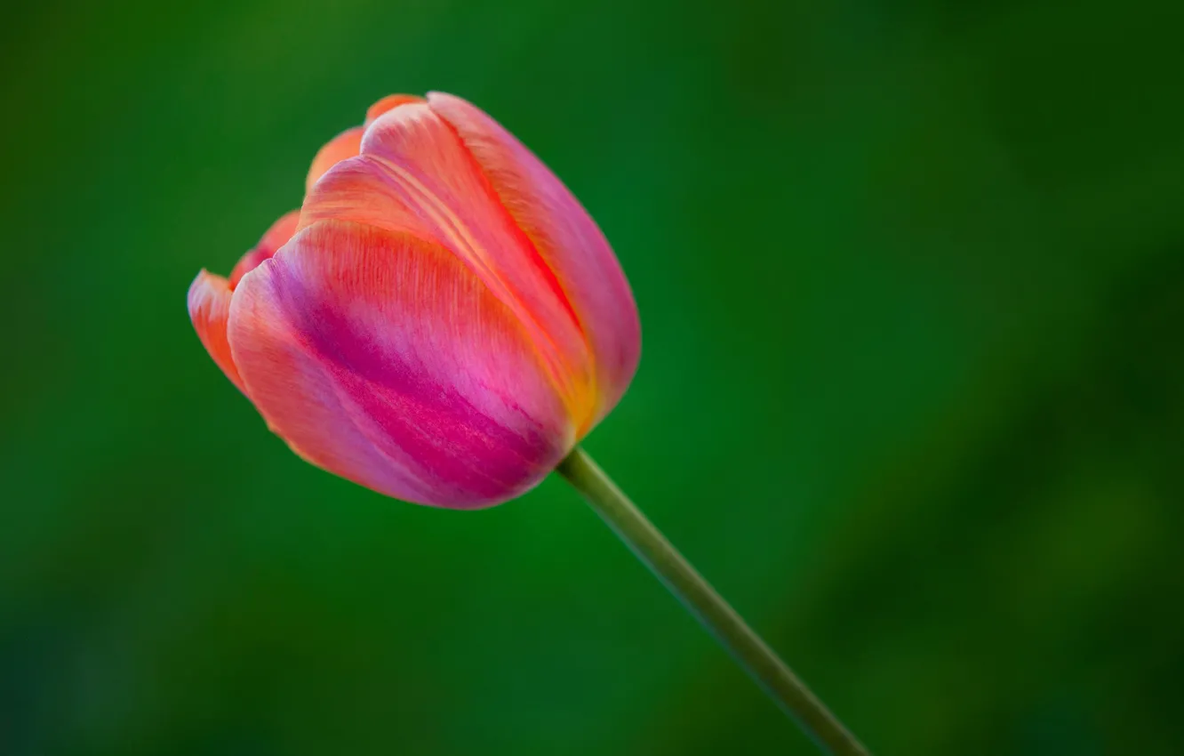 Фото обои тюльпан, весна, лепестки, стебель
