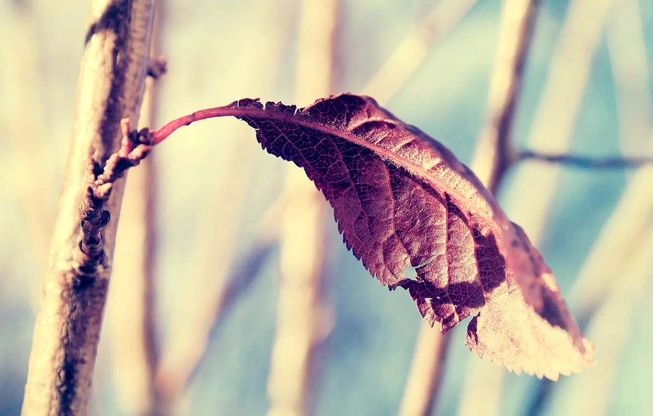 Фото обои листья, ветки, солнечно, Сухой