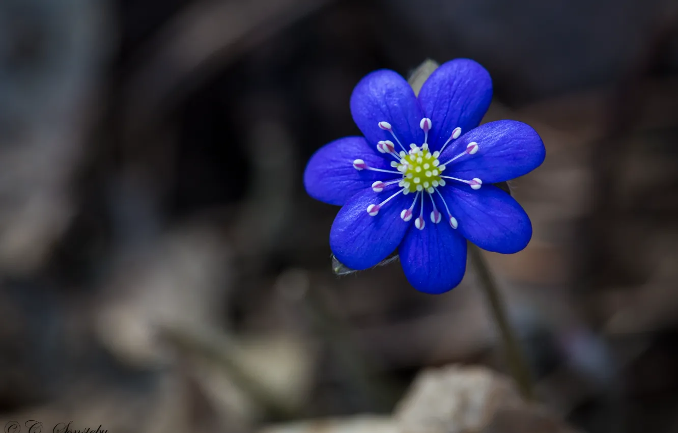 Фото обои стебель, боке, bokeh, stalk, синий цветок, blue flower