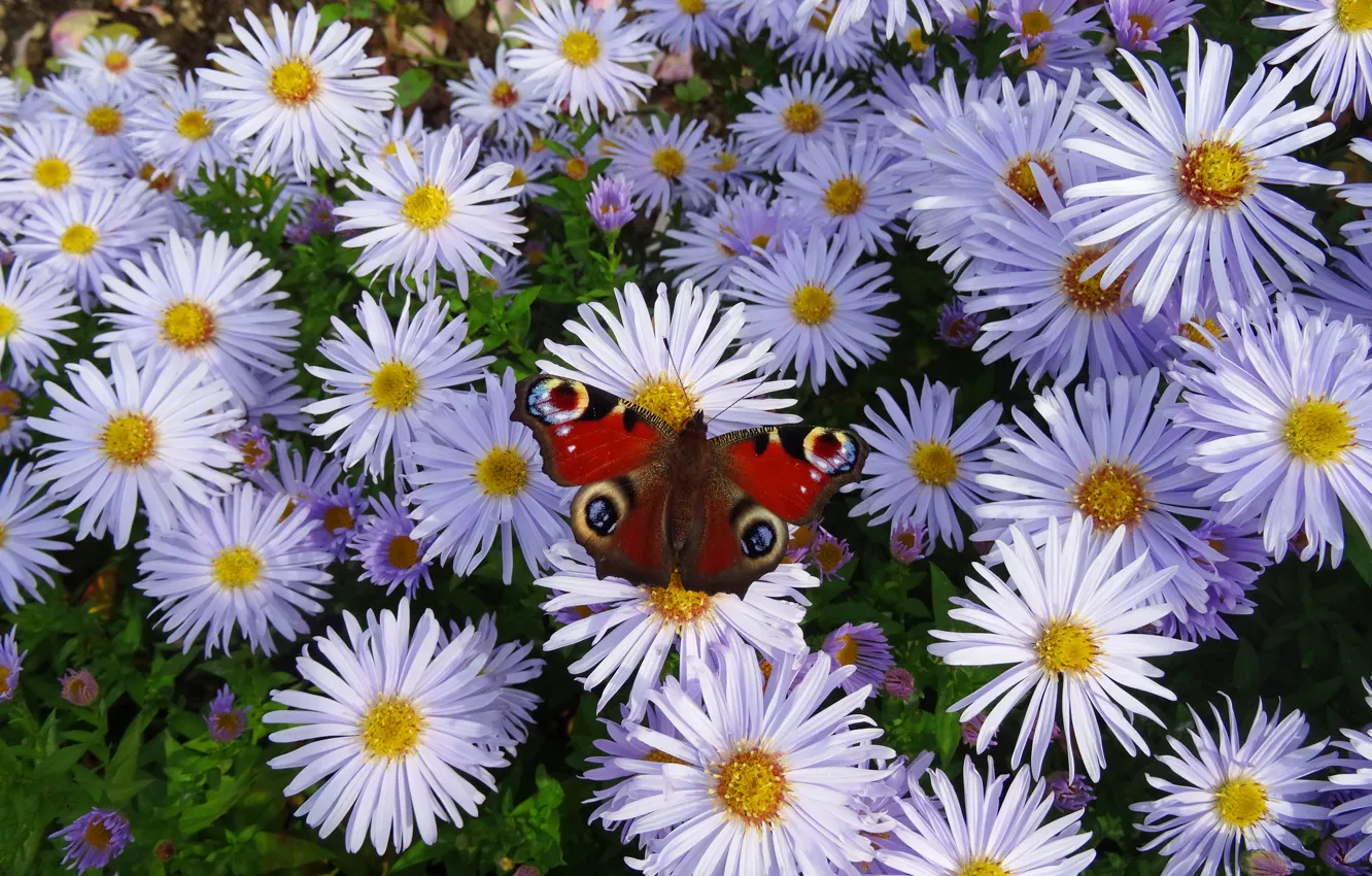 Фото обои природа, бабочка, nature, butterfly, астры