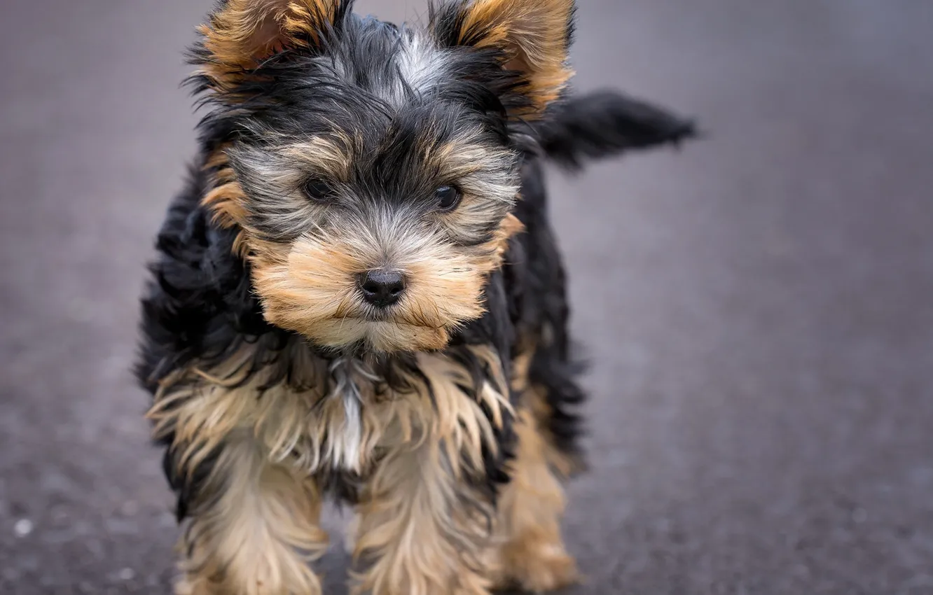 Фото обои взгляд, собака, мордочка, милый, щенок, puppy, dog, cute