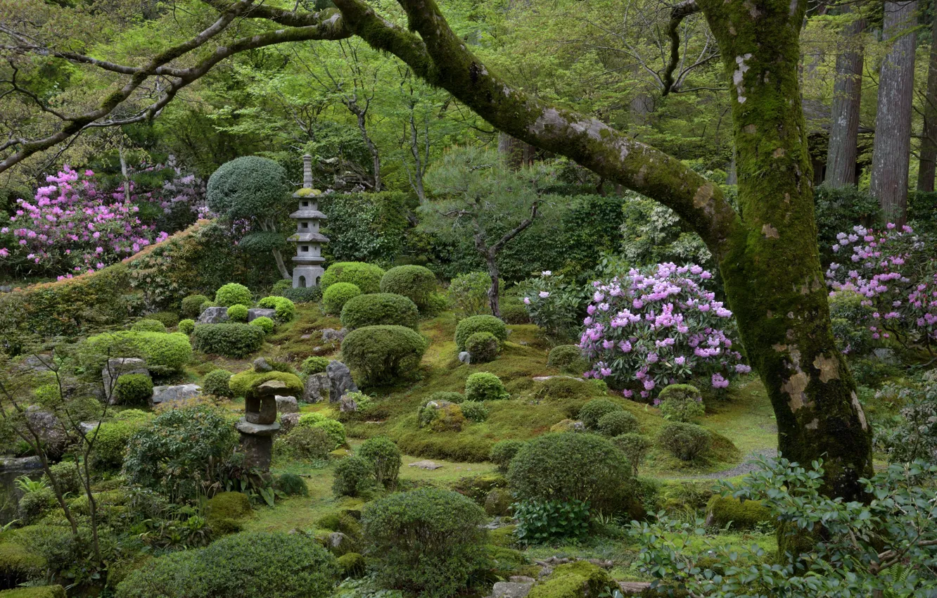 Фото обои Цветы, Природа, Дерево, Япония, Сад, Камни, Кусты, Мох