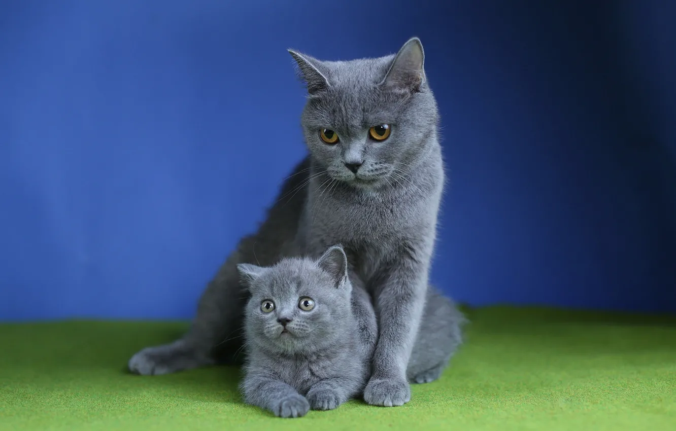 Фото обои кошка, кошки, котенок, мех, котёнок, серые, мама, синий фон