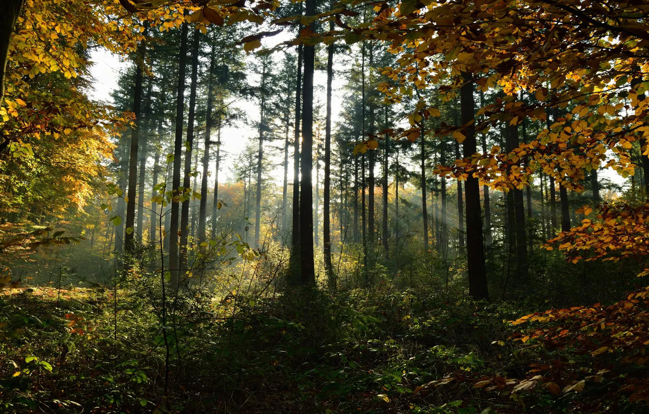 Фото обои осень, лес, солнце, лучи, свет, деревья, ветки, заросли