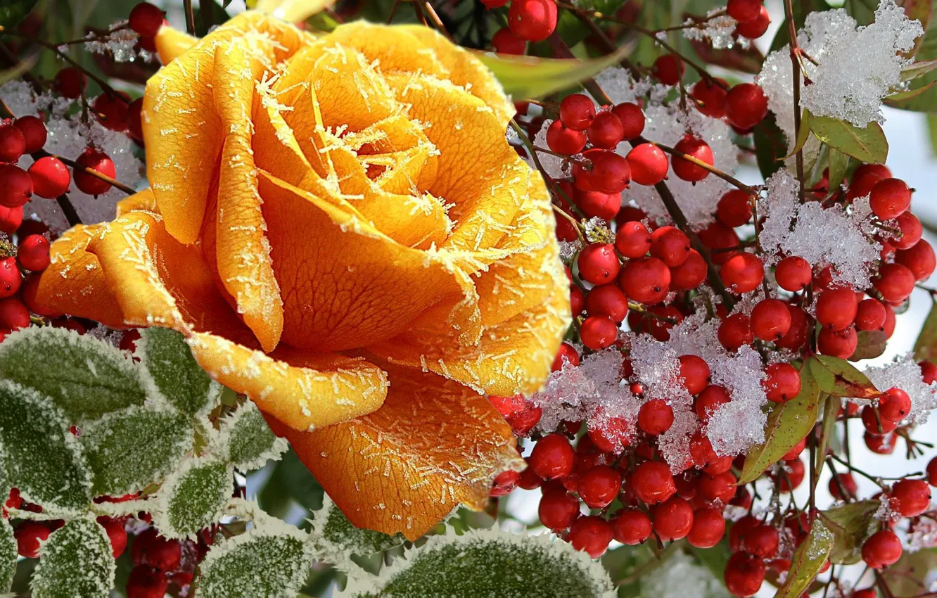 Фото обои зима, иней, снег, ягоды, Роза, жёлтая