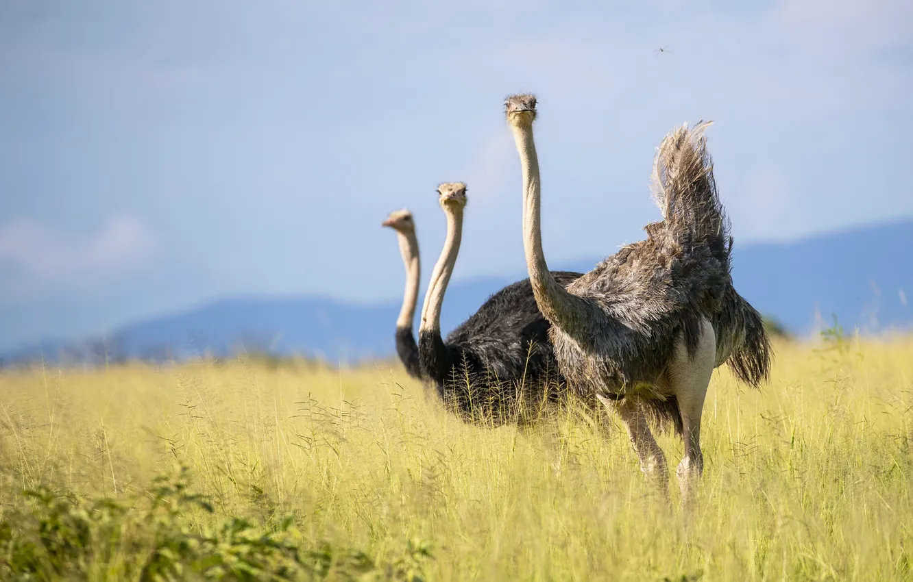 Фото обои Tanzania, african ostrich, Tarangire Nation Park, birds of africa