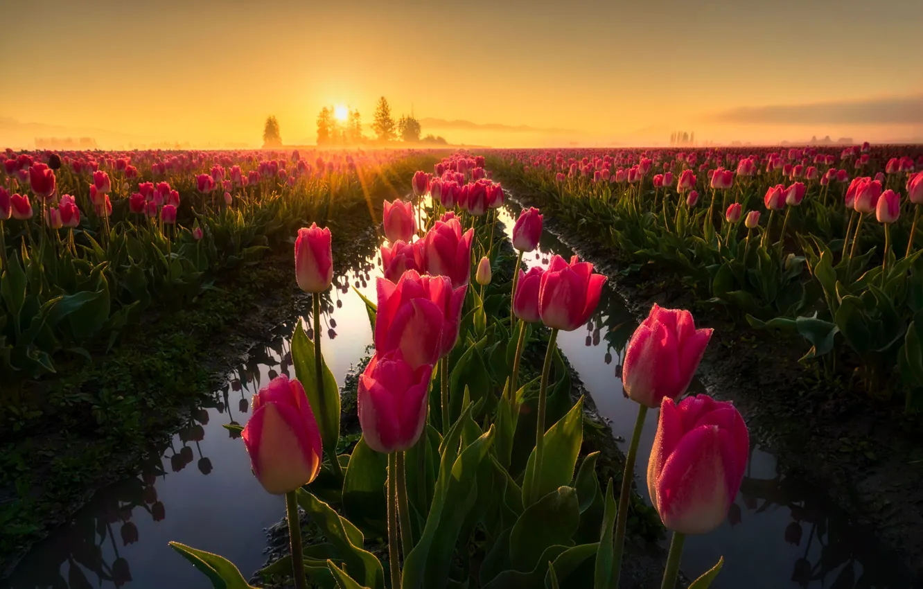 Фото обои поле, свет, цветы, весна, утро, тюльпаны
