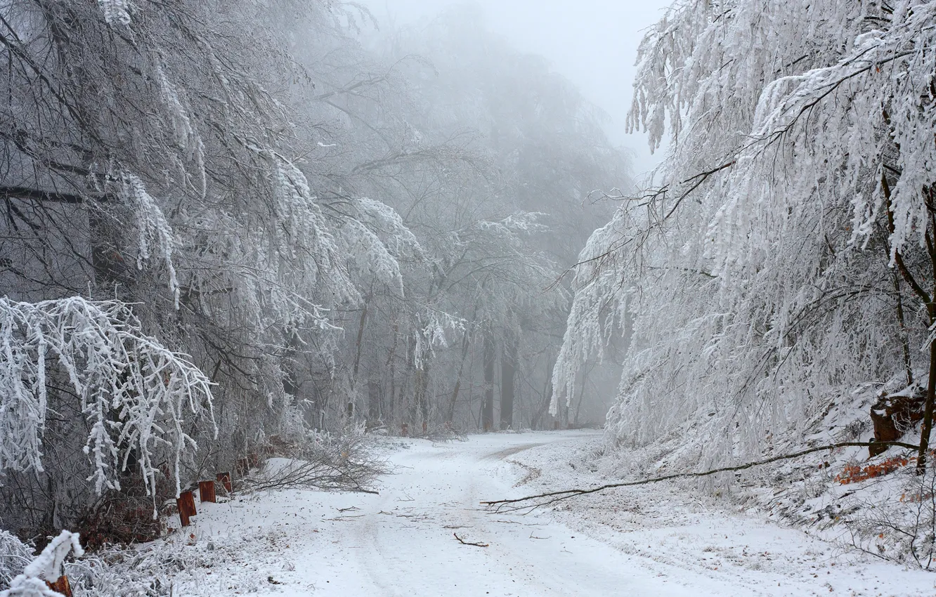 Фото обои зима, дорога, лес, снег, деревья, ветки, природа