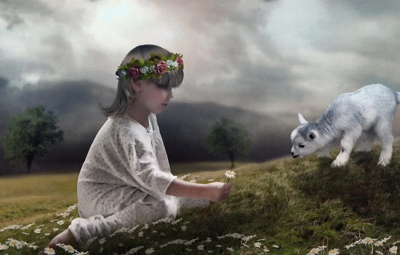 Фото обои child, Daisies, Sheep, photomanipulate