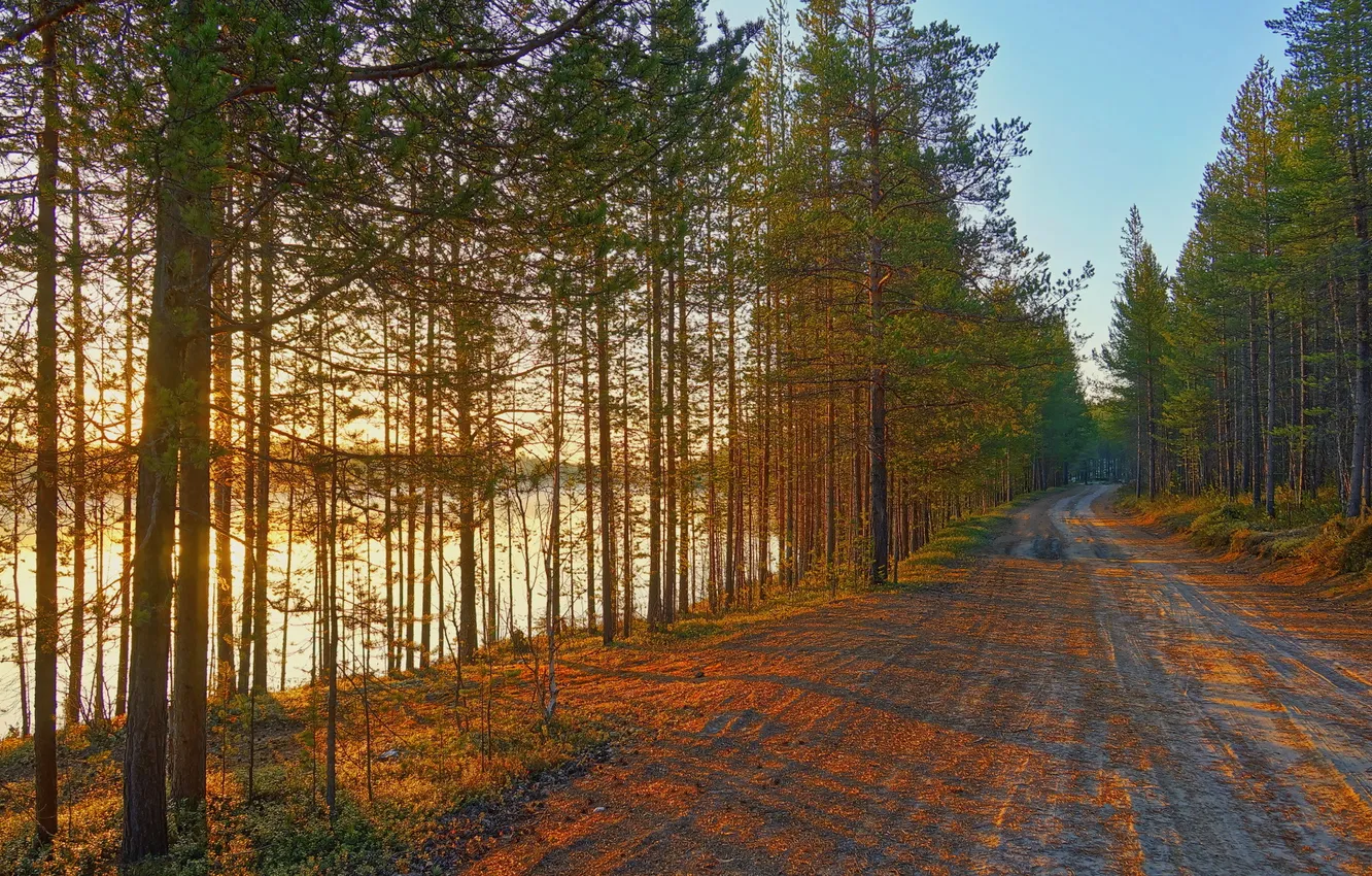 Фото обои дорога, лес, пейзаж, река