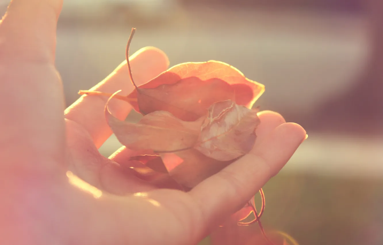 Фото обои осень, листья, рука, сухие, пальцы