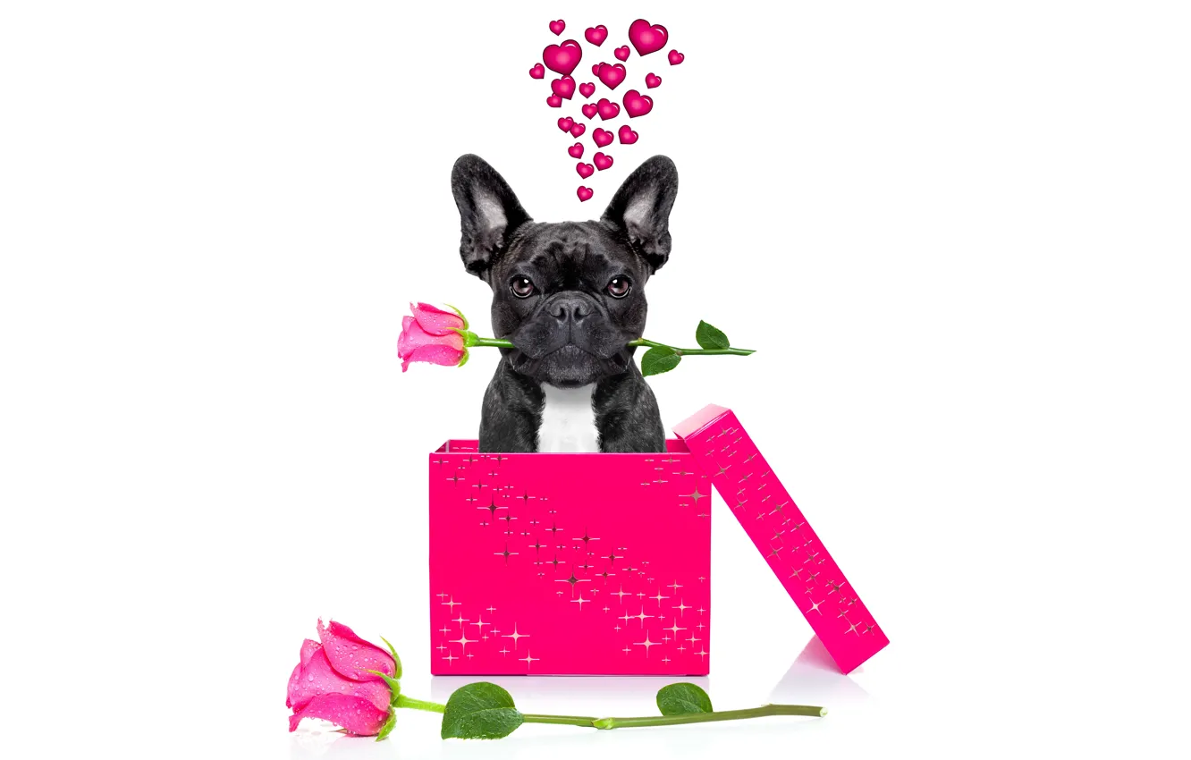 Фото обои собака, love, rose, heart, dog, romantic, funny, cute