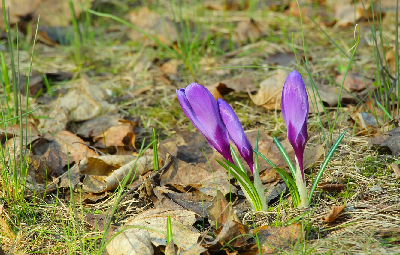 Фото обои flower, spring, crocus