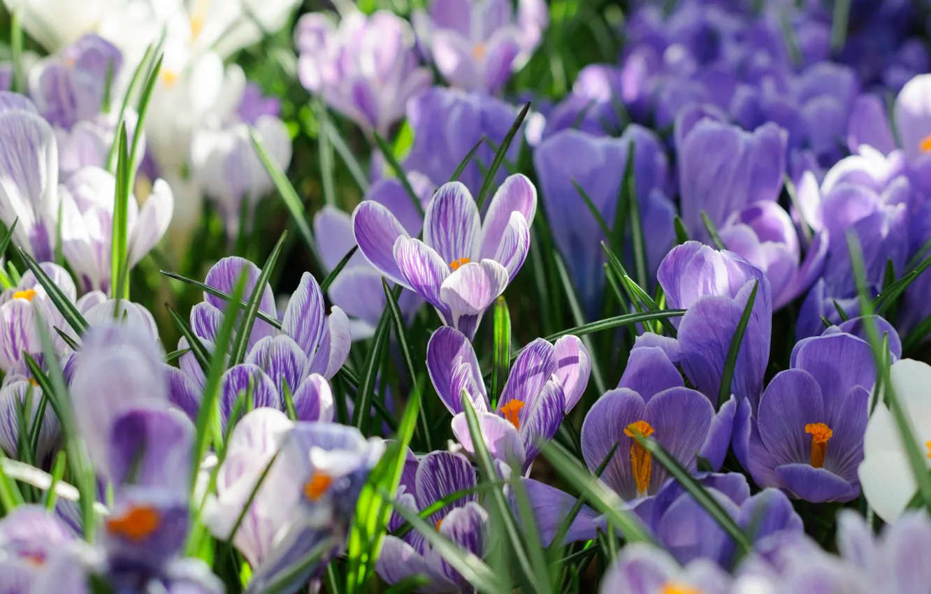 Фото обои весна, лепестки, Крокусы, Шафран