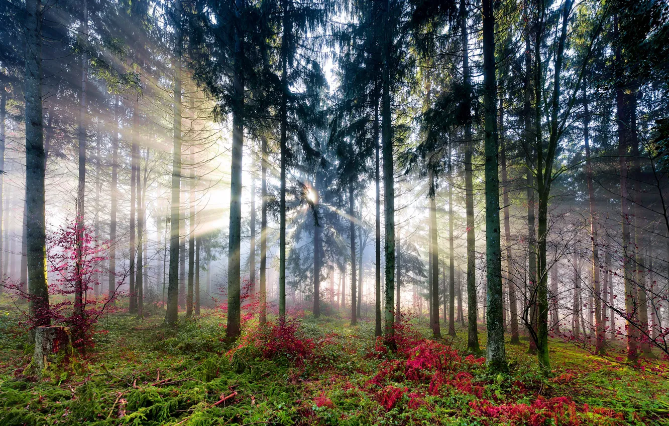 Фото обои лес, солнце, свет, деревья