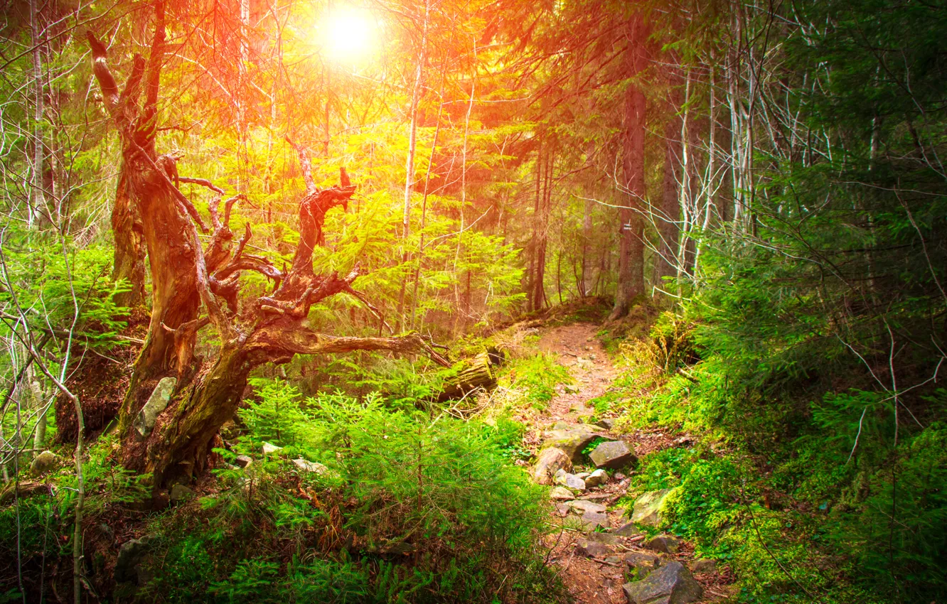 Фото обои лес, солнце, деревья, камни, тропинка, кусты