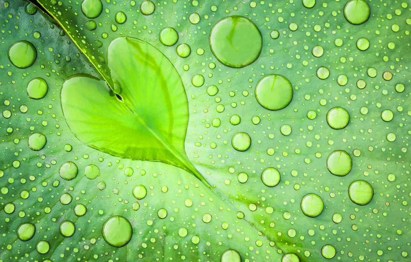 Фото обои вода, капли, макро, зеленый, Лист