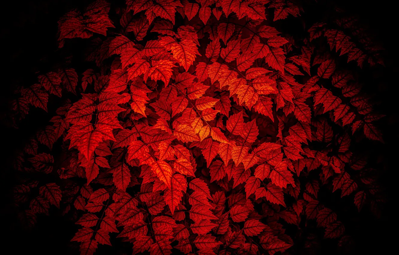 Фото обои листья, освещение, красное на черном