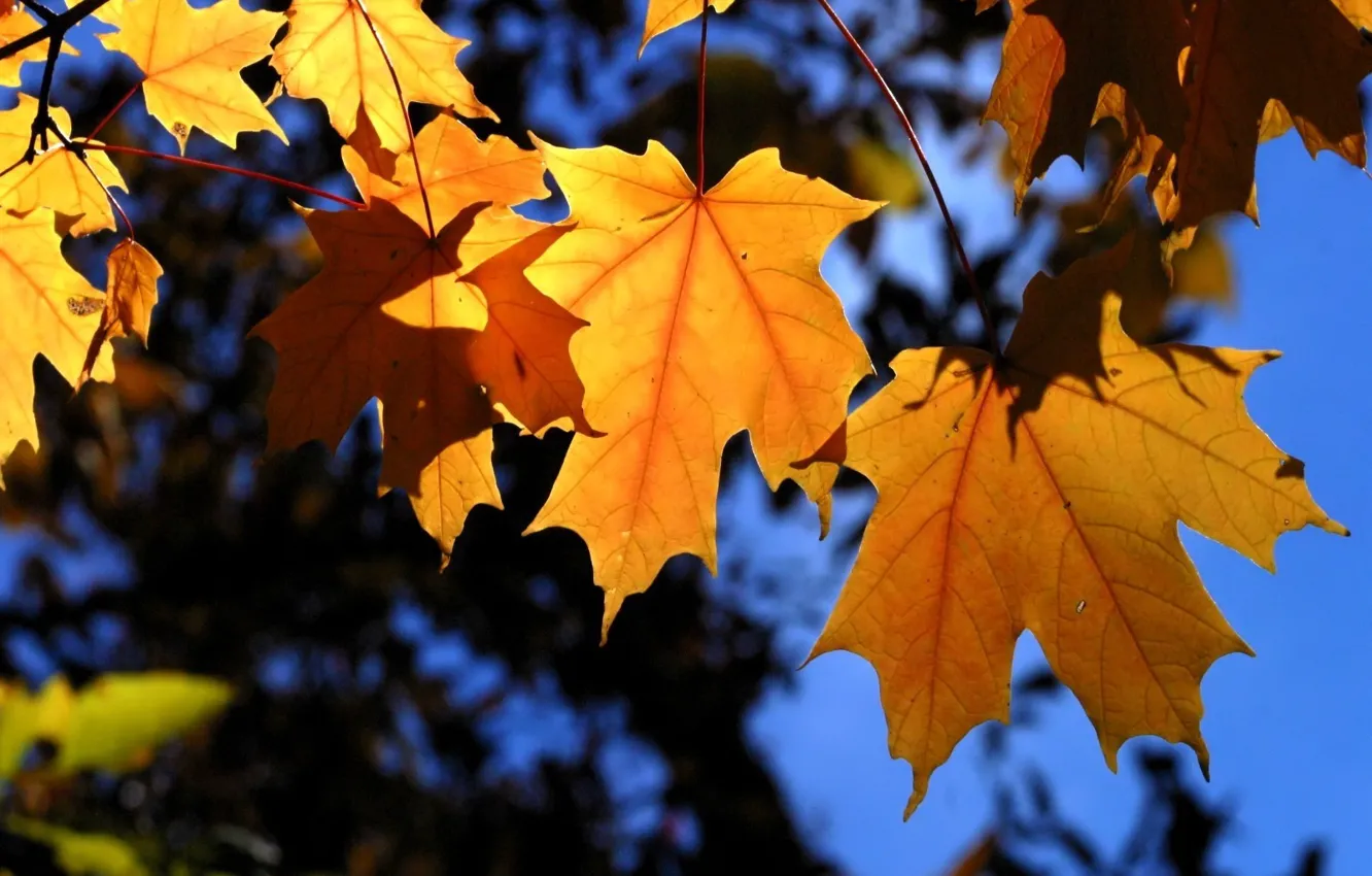 Фото обои осень, листья, деревья, ветки, синий, желтый