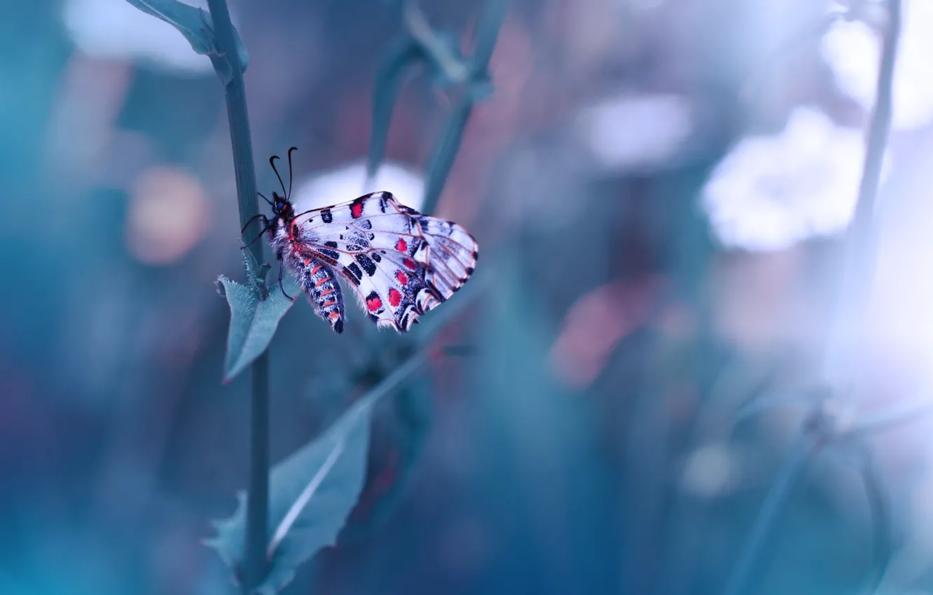 Фото обои макро, природа, стебли, бабочка