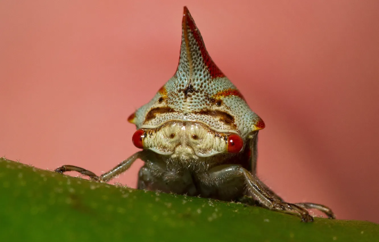 Фото обои глаза, макро, насекомое, рог, oak treehopper, горбатка