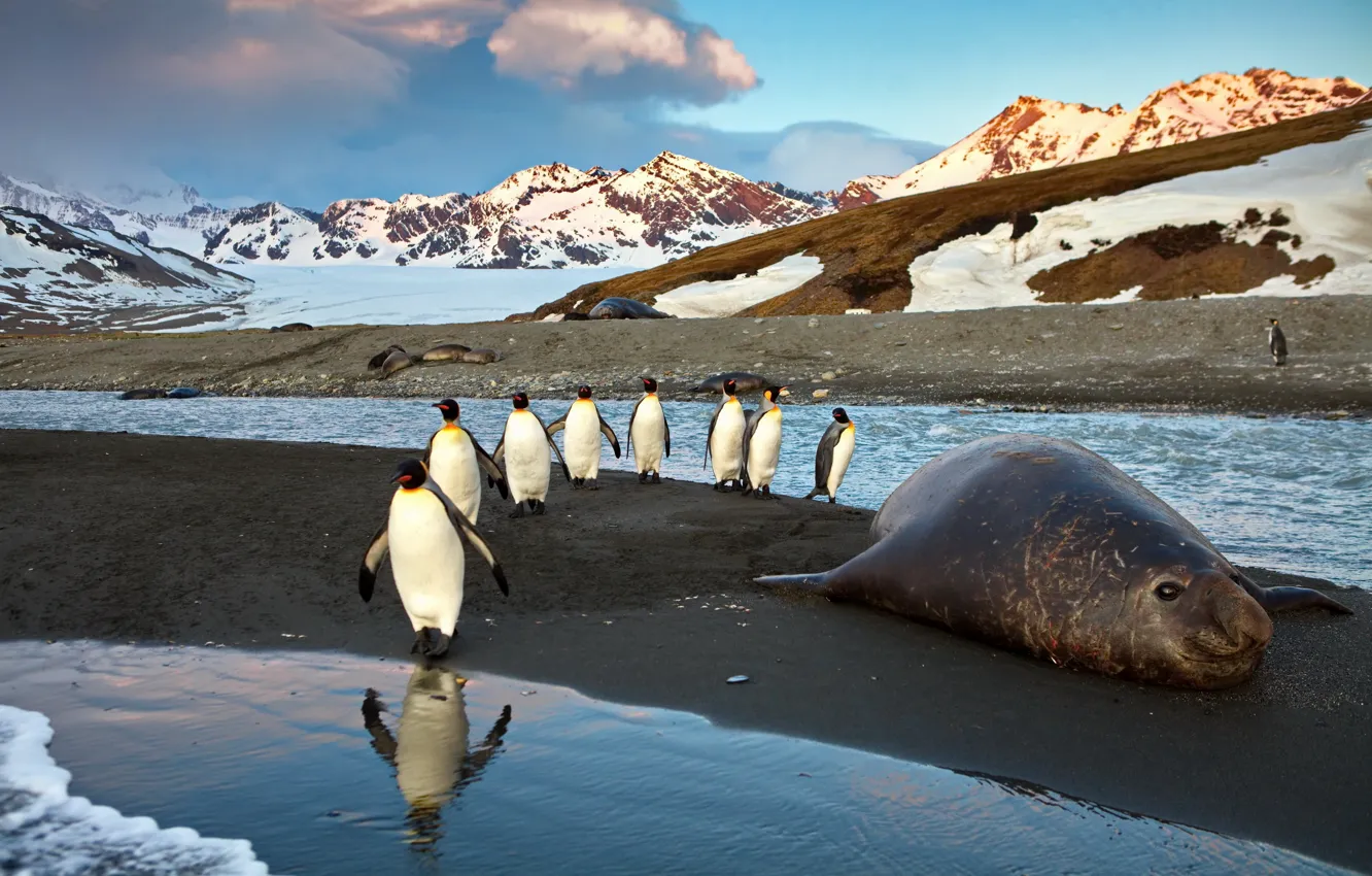 Фото обои вода, горы, Пингвины, морской лев