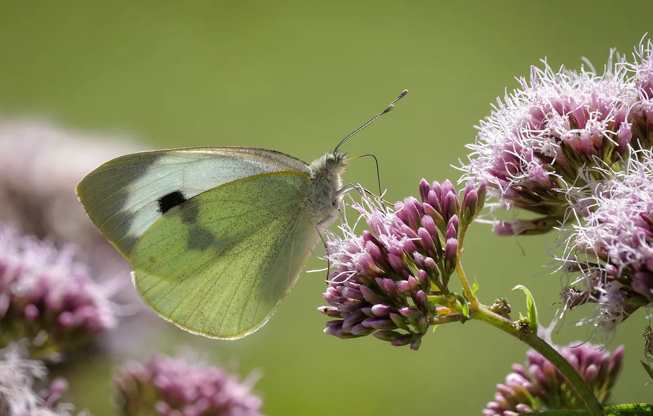 Фото обои цветок, бабочка, butterfly