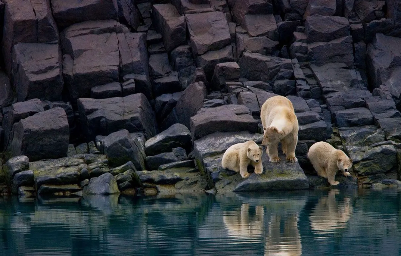 Фото обои животные, озеро, камни, скалы, медвежата, белые медведи