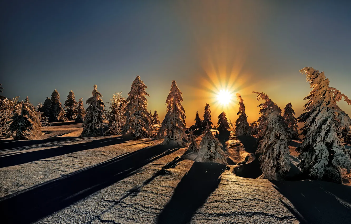 Фото обои зима, лес, небо, солнце, лучи, свет, снег, закат