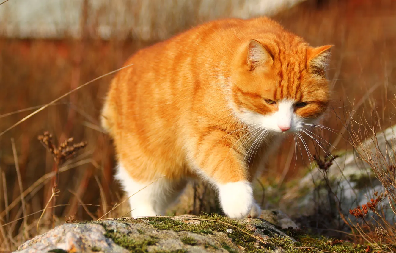 Фото обои осень, кошка, кот, природа, камни, фон, мох, рыжий
