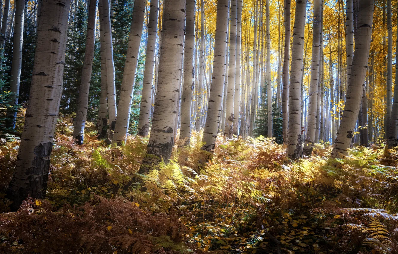Фото обои осень, лес, солнце, лучи, свет, деревья, заросли, стволы