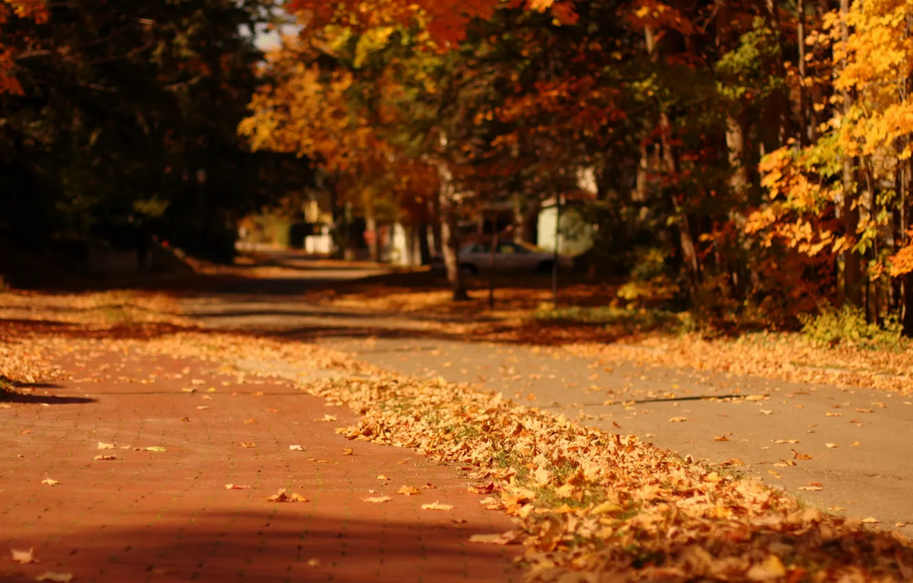 Фото обои осень, листья, макро, деревья, природа, город, фон, дерево