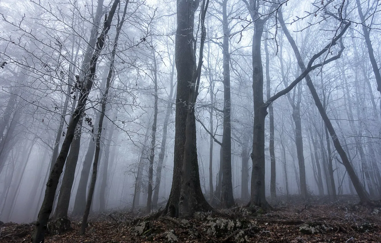 Фото обои иней, лес, деревья, природа, туман