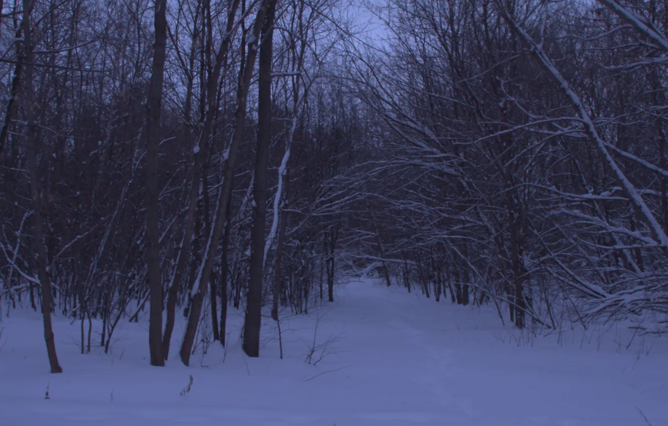 Фото обои зима, лес, снег, деревья, природа, вечер, сумерки, Stan