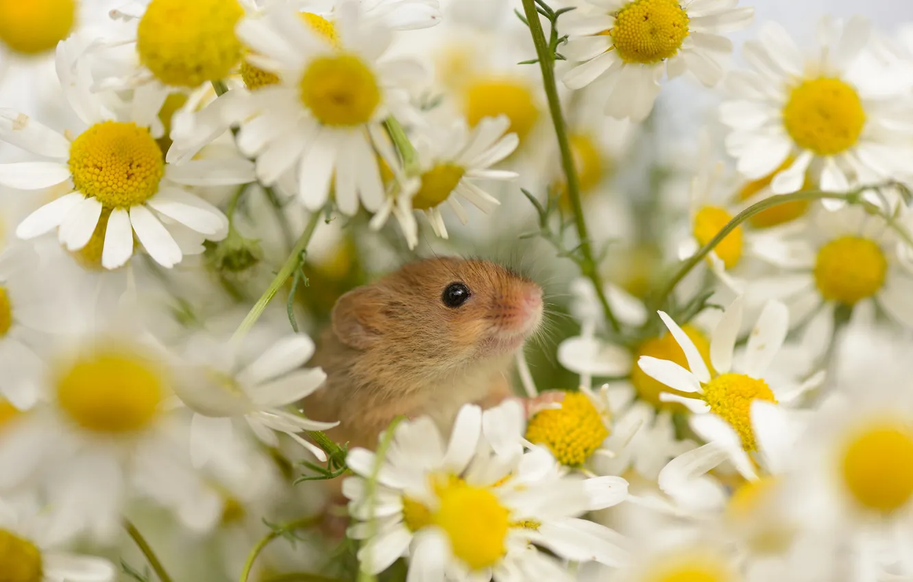 Фото обои цветы, ромашки, мышка
