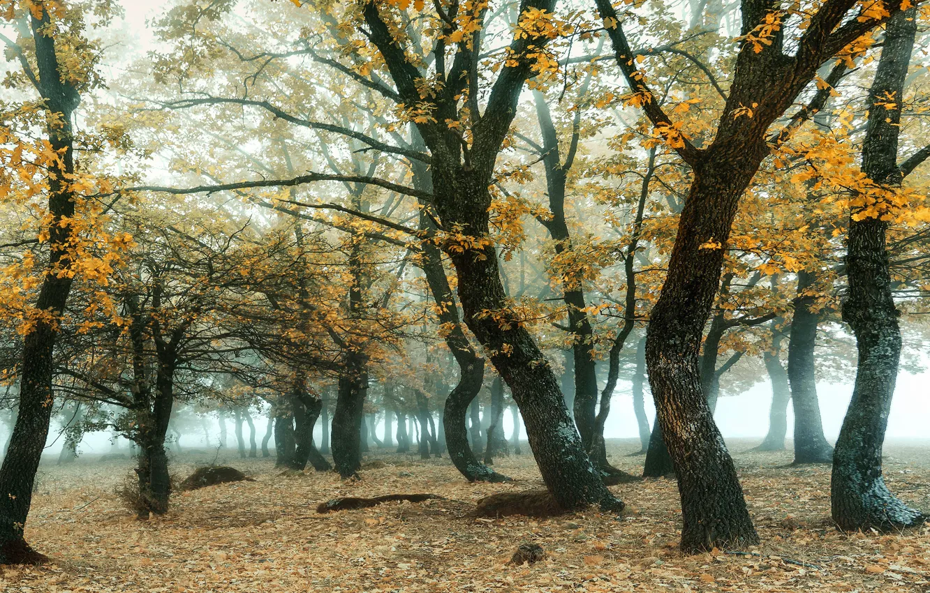 Фото обои осень, лес, ветки, туман, листва, роща, дубы
