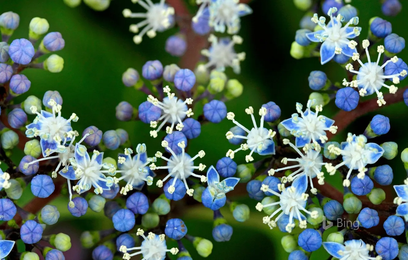 Фото обои Цветок, Растения, Flower, Plants, Hydrangea Blue, Голубая гортензия