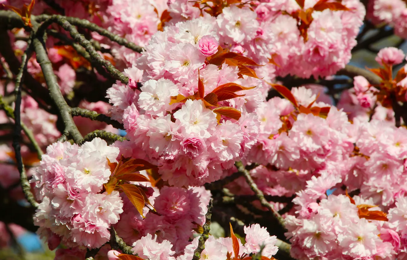Фото обои pink, blooming, japanese cherry