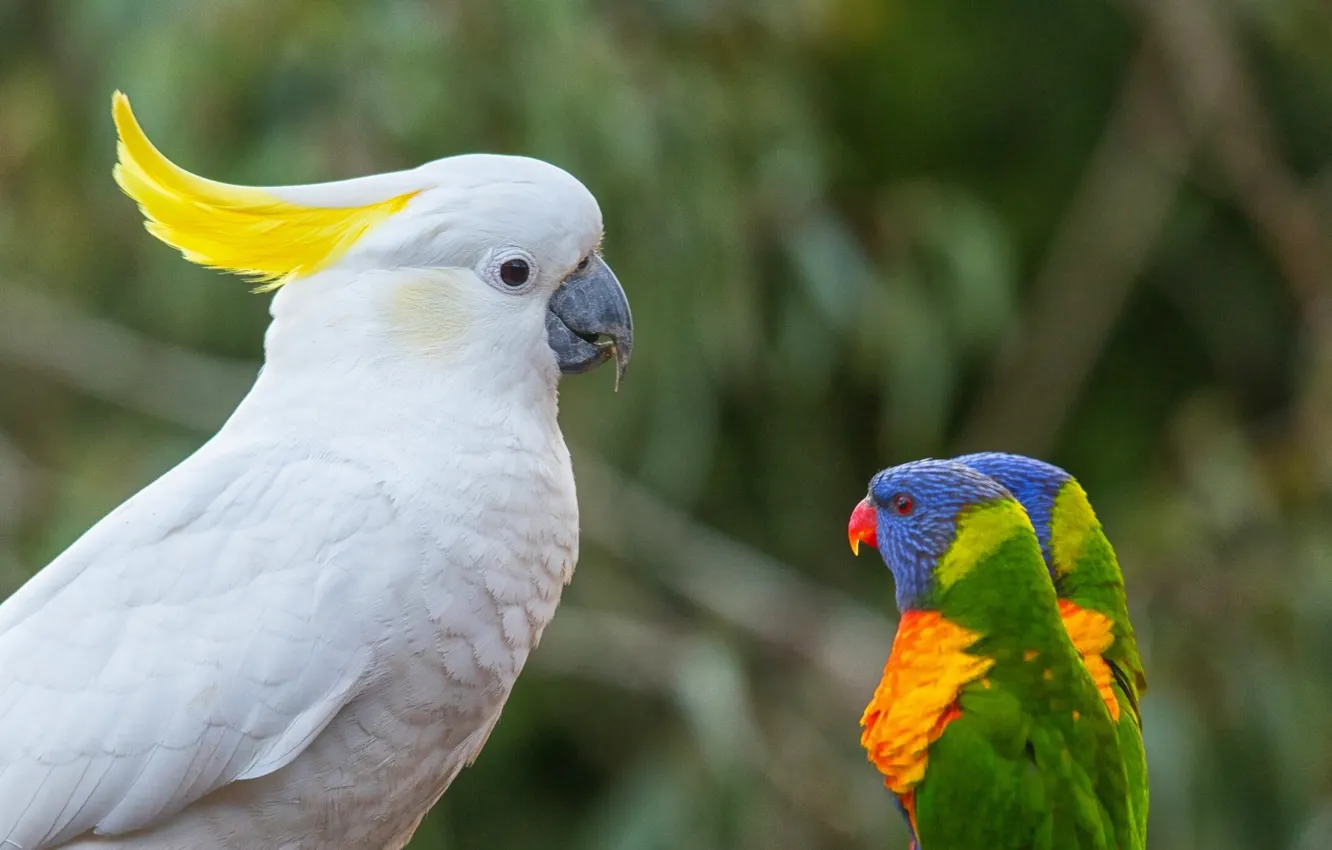 Фото обои птицы, попугаи, босс, многоцветный лорикет, какаду, лорикеты