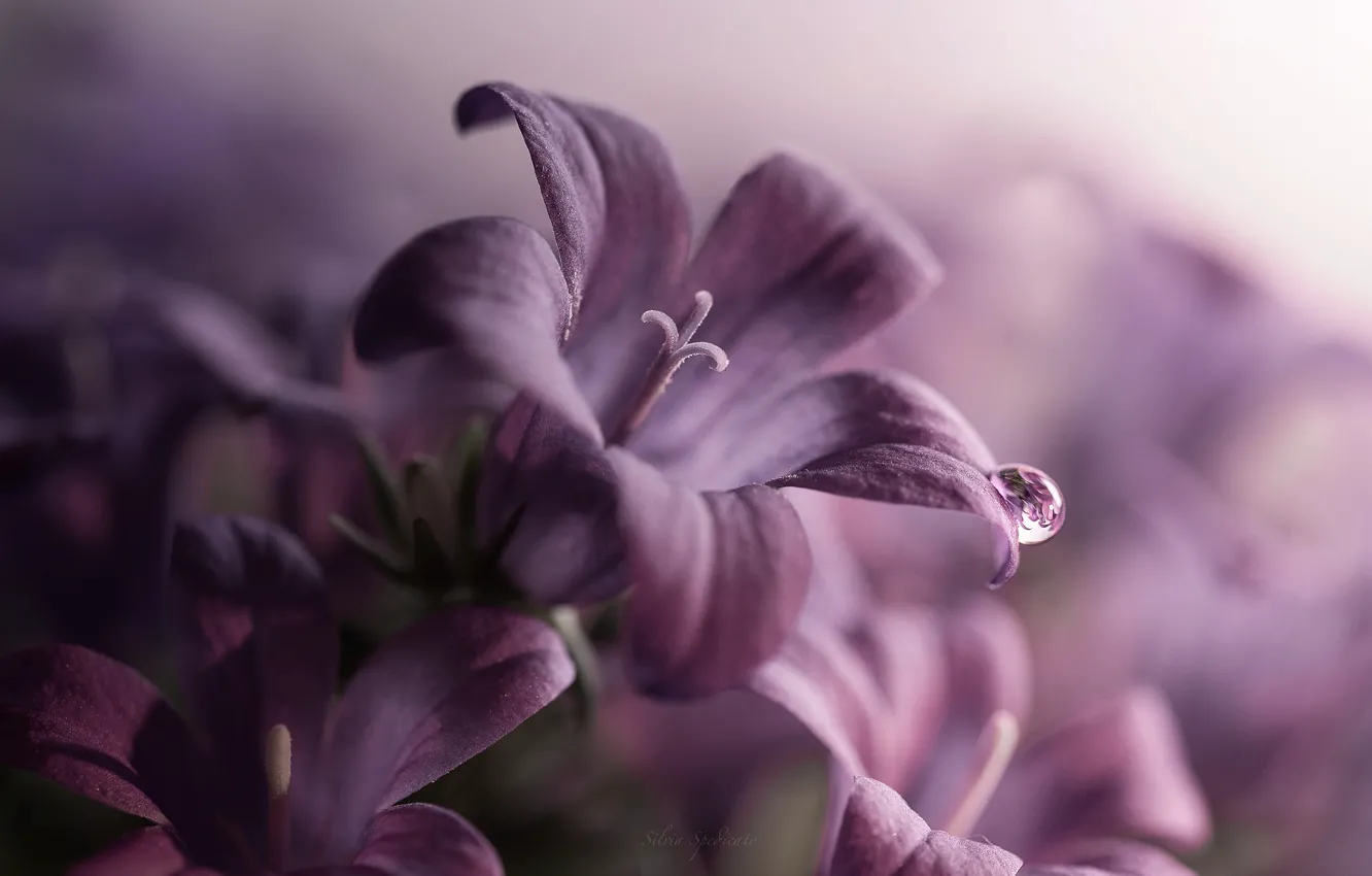 Фото обои макро, цветы, лепестки, фиолетовые, Колокольчики, капелька