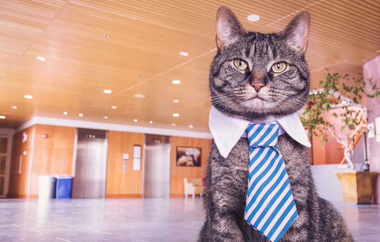 Фото обои кошка, кот, взгляд, серый, офис, воротник, галстук, помещение