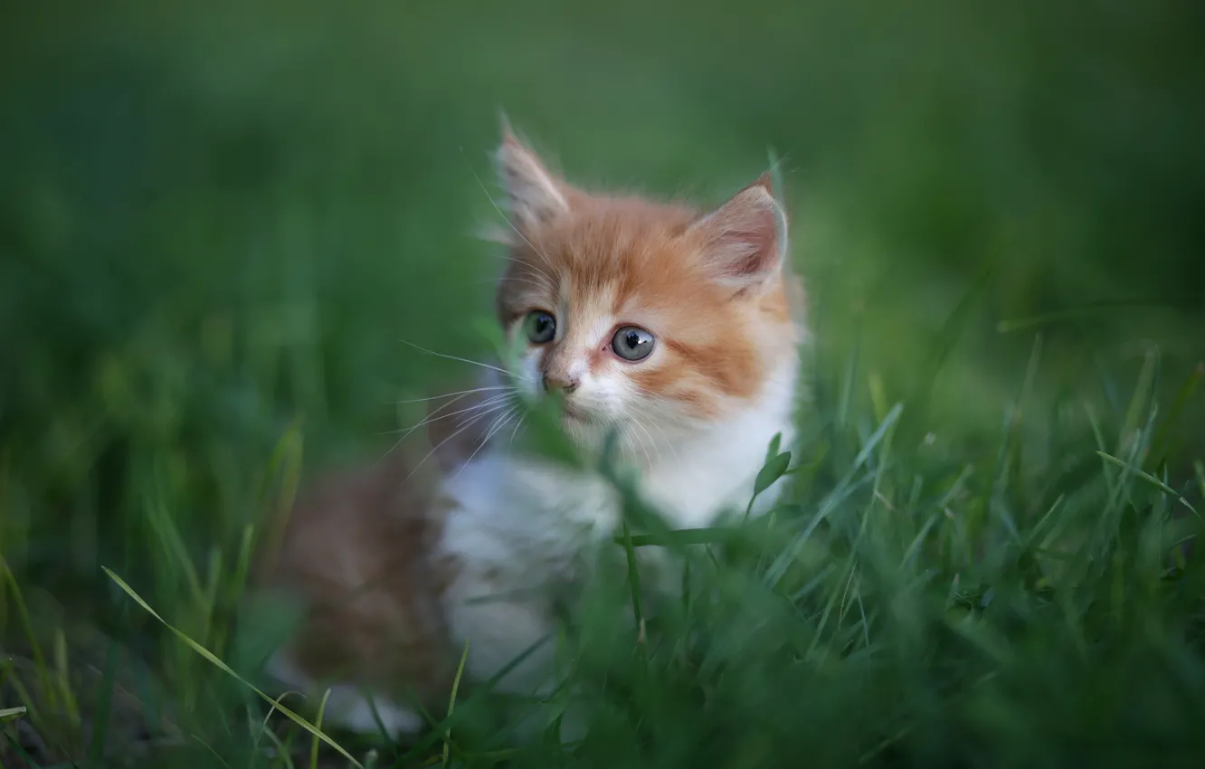 Фото обои трава, малыш, мордочка, котёнок, боке