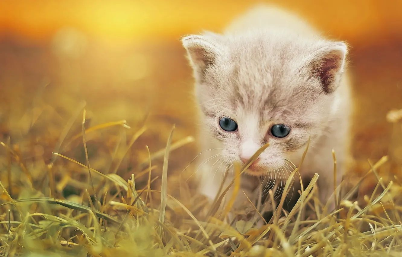 Фото обои трава, малыш, котёнок, боке
