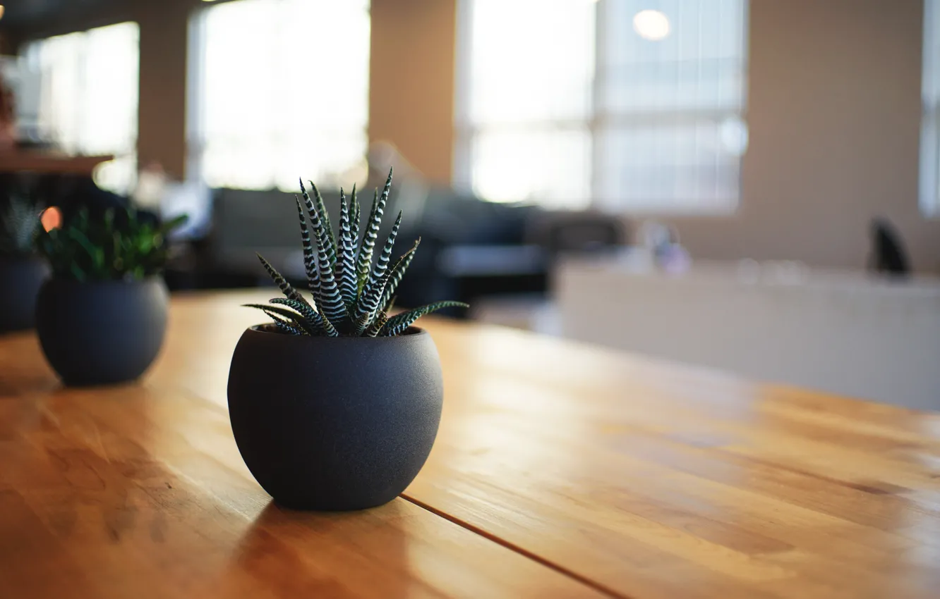 Фото обои living room, plant, pot