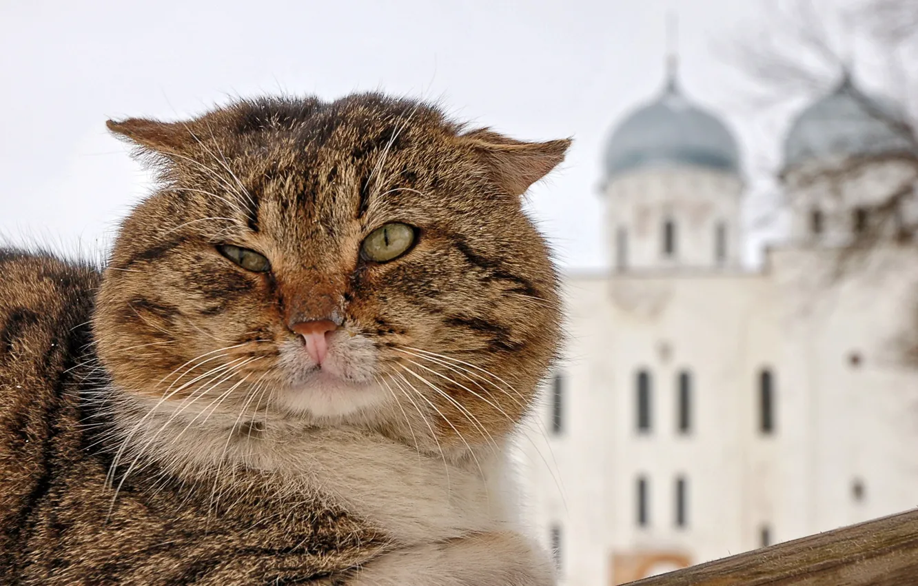 Фото обои усы, морда, храм, котяра, купола, размытый задний фон, полосатый кот
