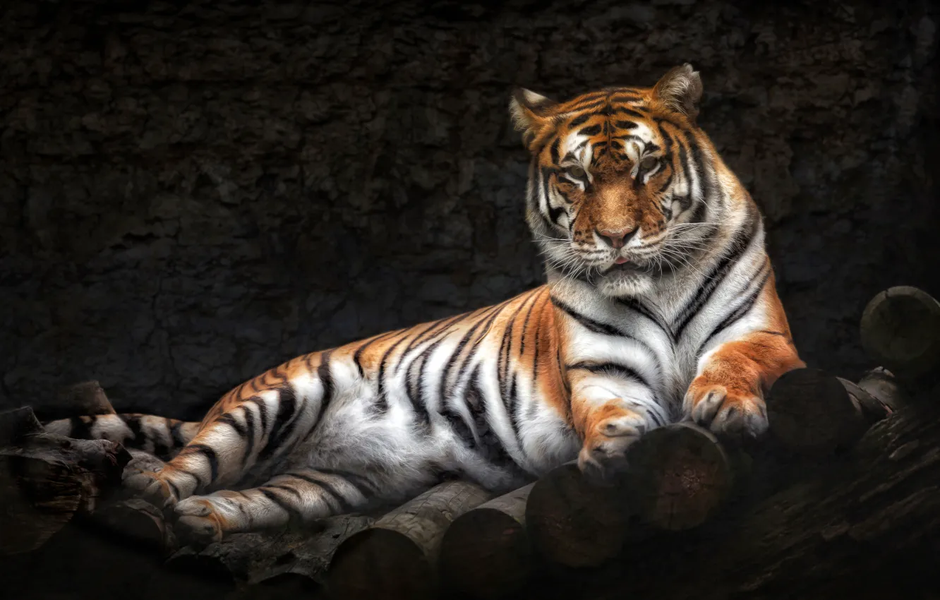 Фото обои тигр, хищник, лежит
