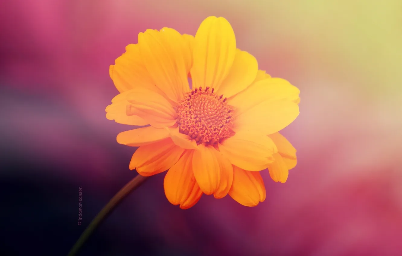 Фото обои цветок, макро, желтый